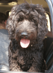 black labradoodle from premiere labradoodles