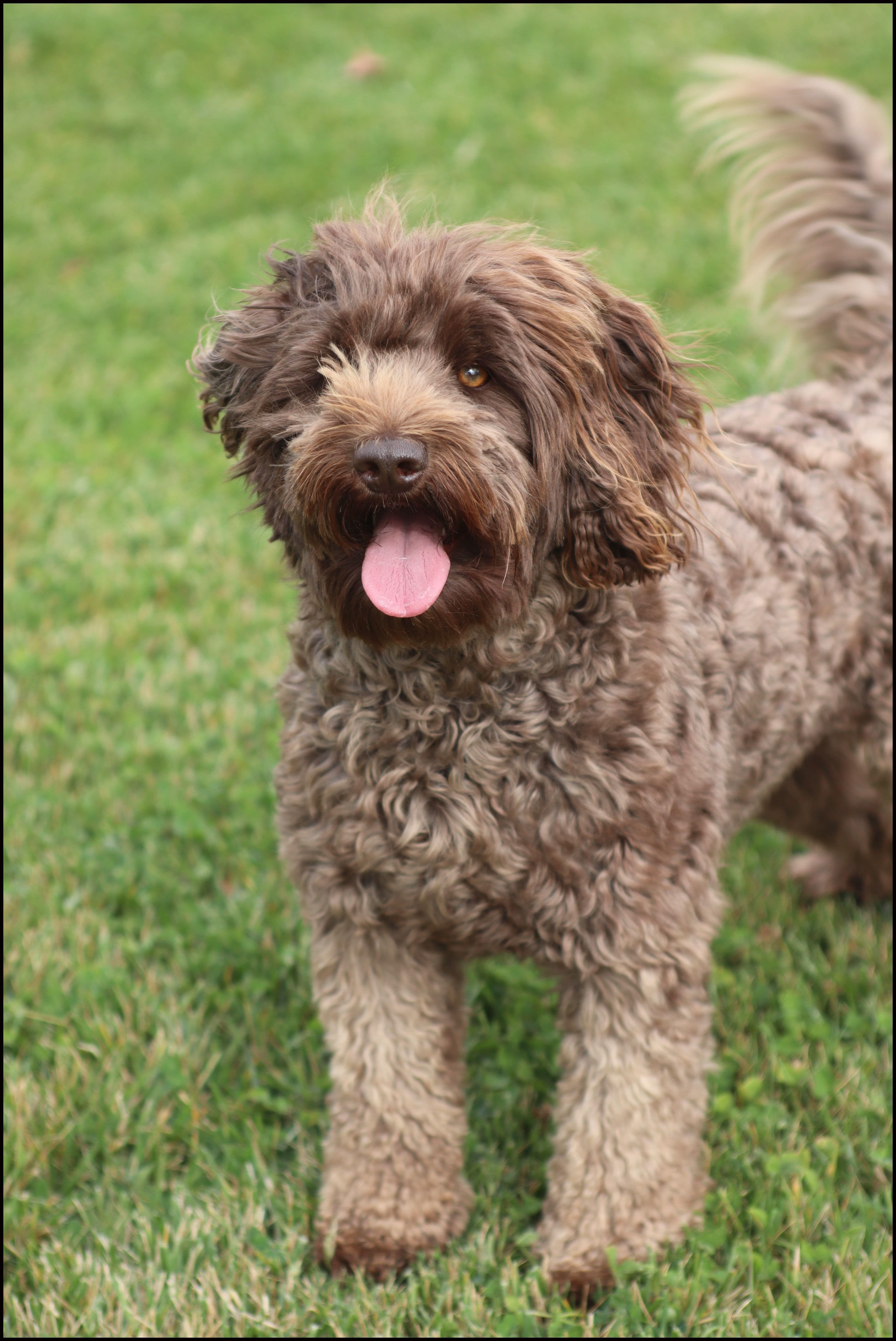 apricot labradoodle