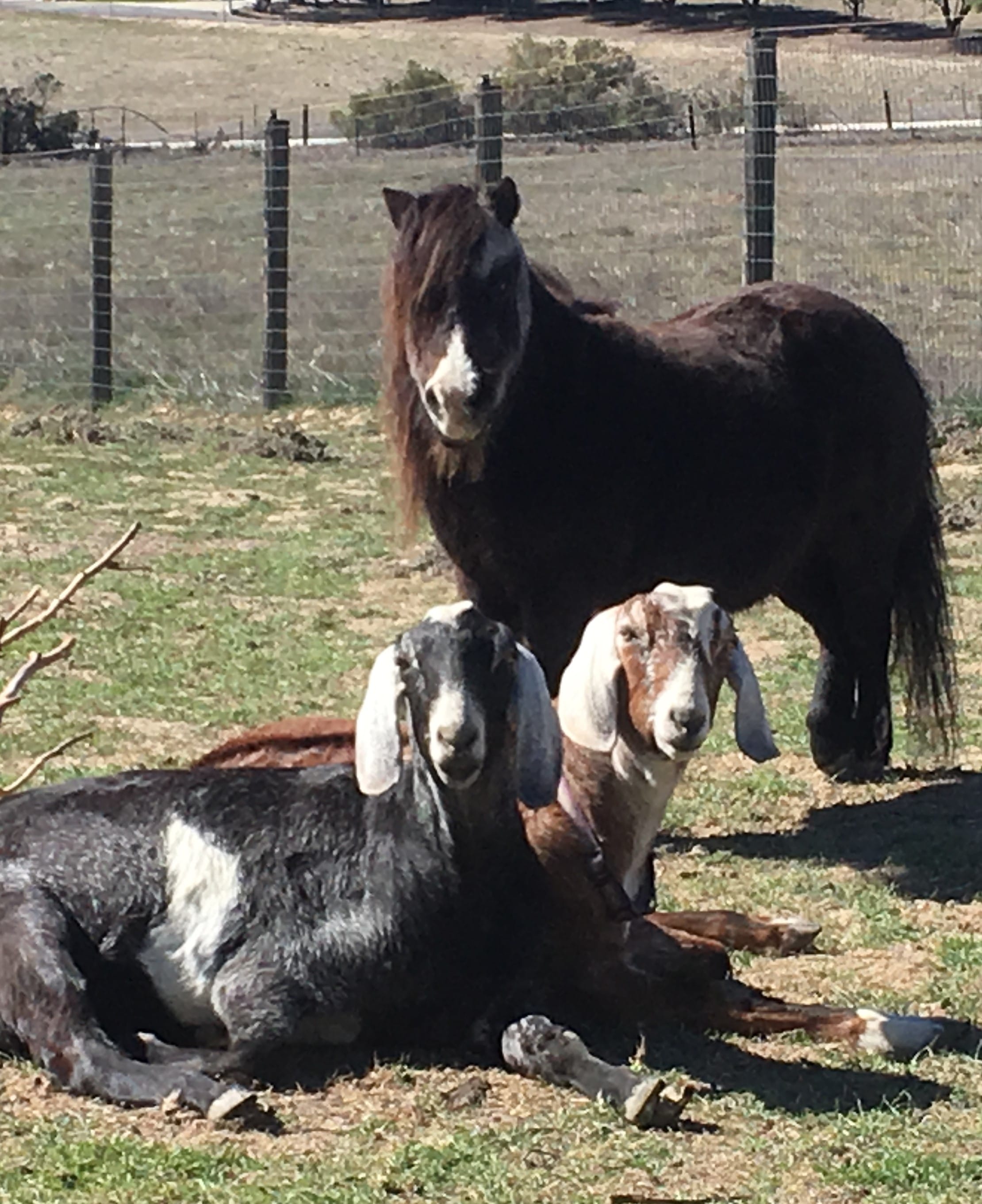 horse and goats