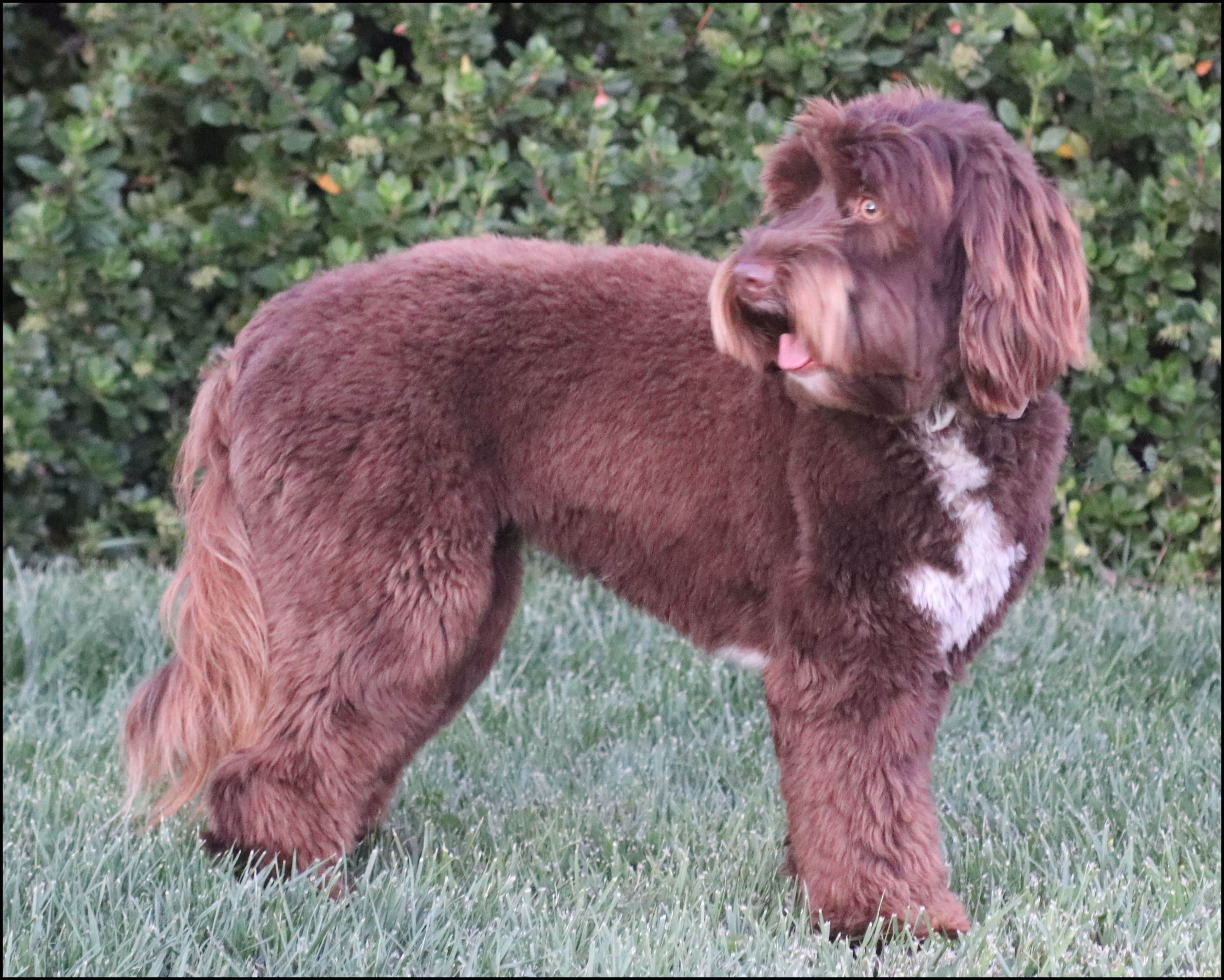 chocolate doodle standing in grass