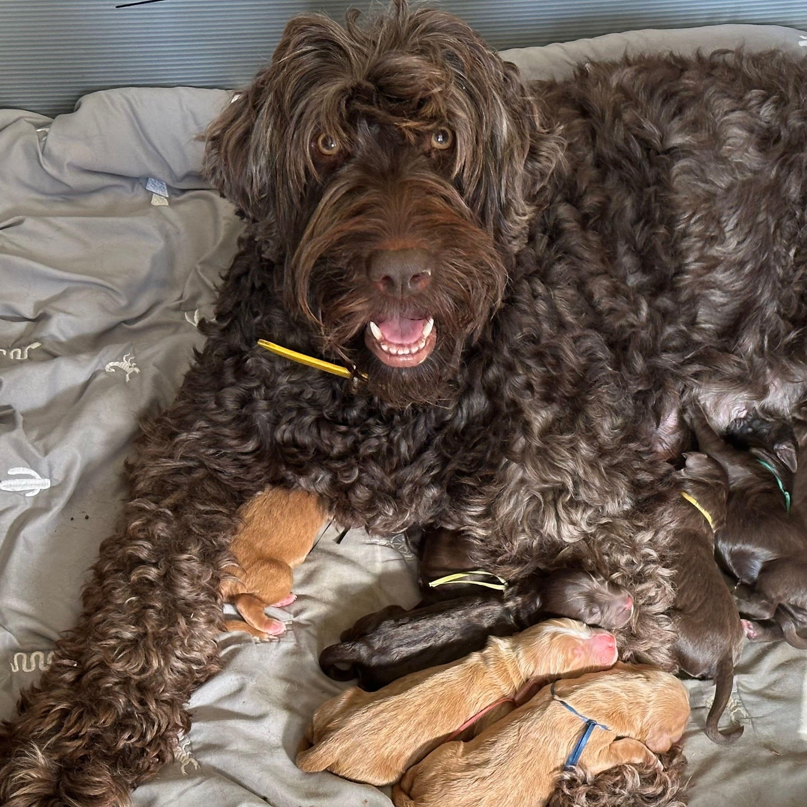 chocolate australian labradoodle female