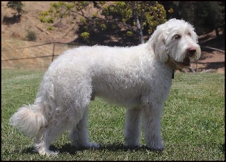 labradoodle standing in the grass