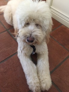 cream labradoodle