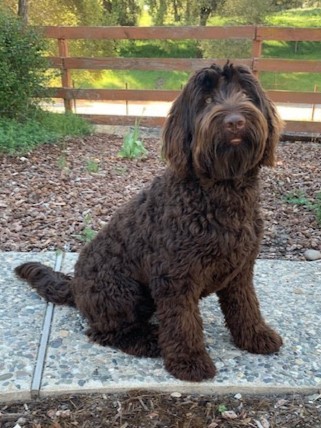 chocolate australian labradoodle female