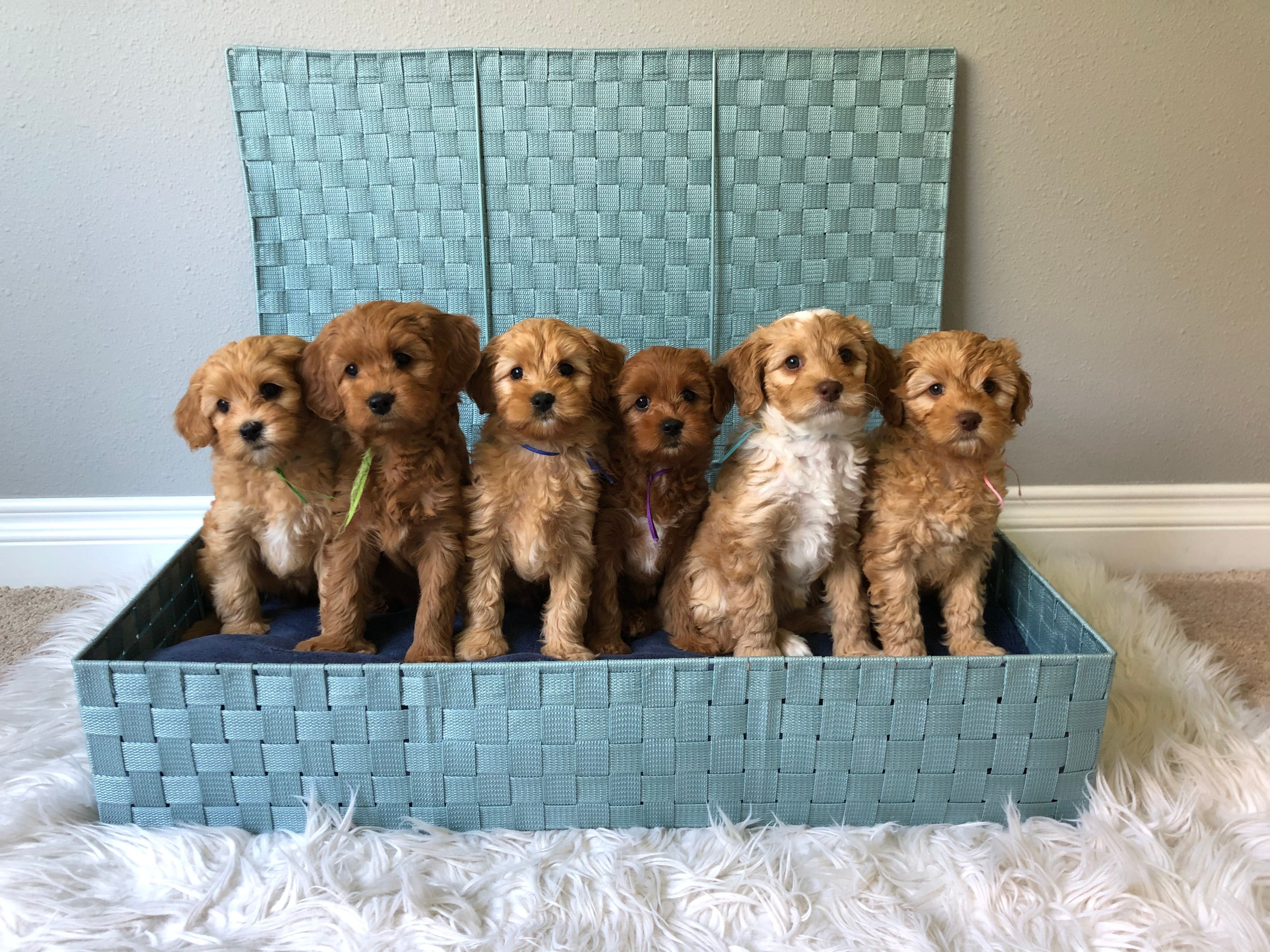 basket of labradoodle puppies