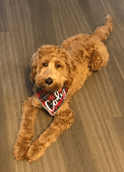 red labradoodle with bandana indoors