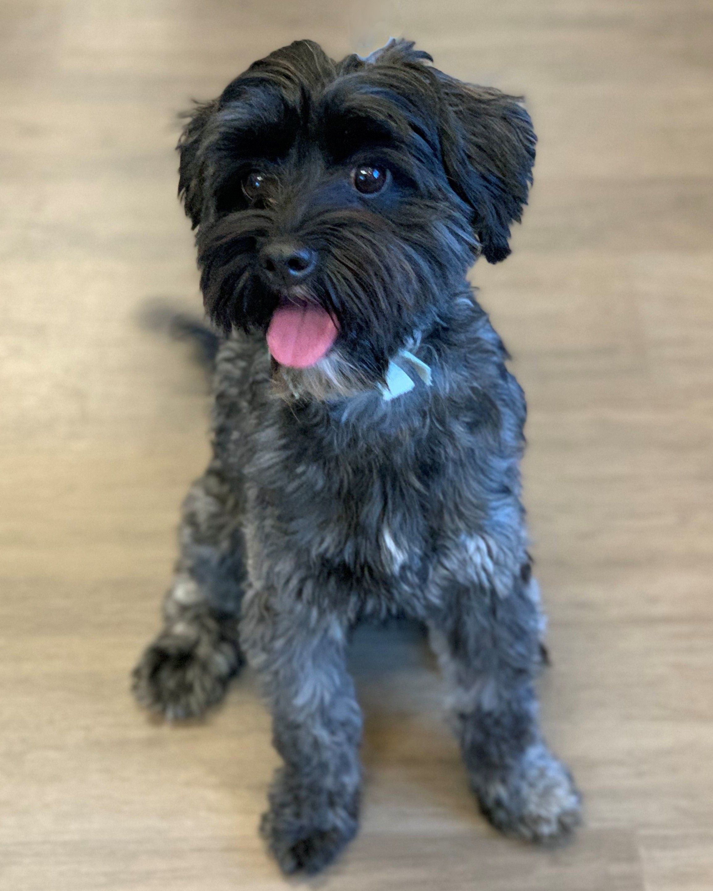 labradoodle panting