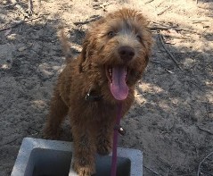 australian labradoodle panting outside