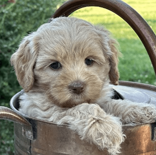 australian labradoodle puppy wearing necklace