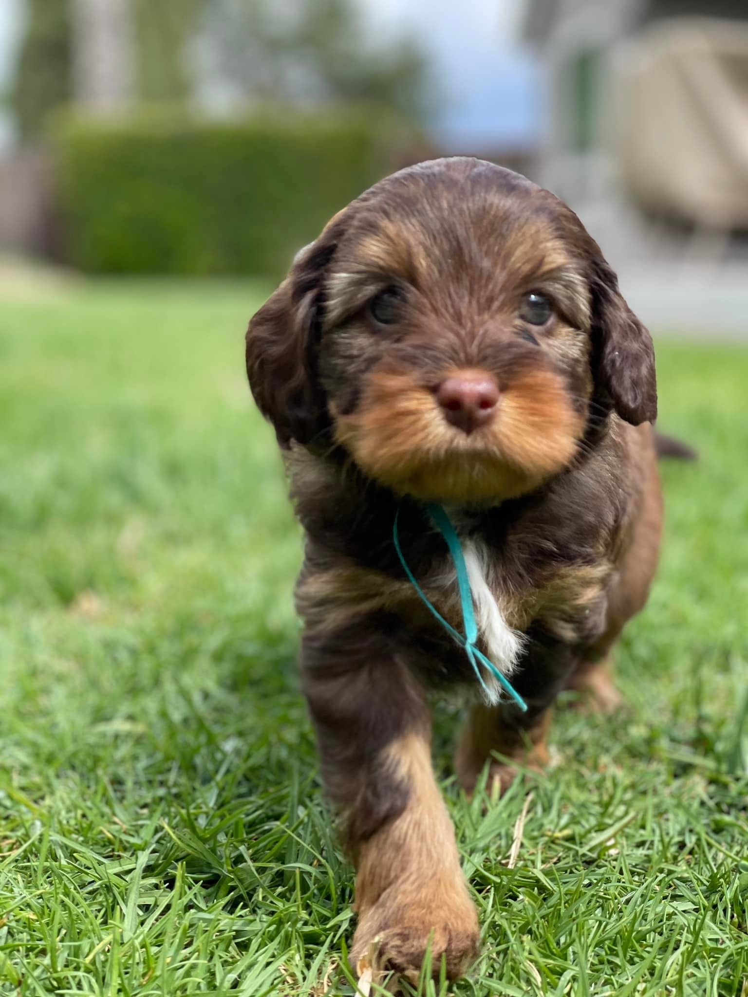 phantom labradoodle