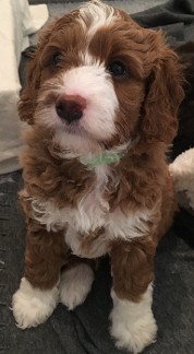 labradoodle puppy sitting