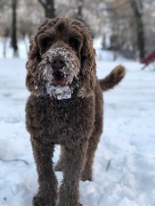 chocolate australian labradoodle