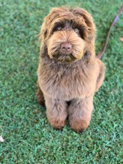 labradoodle sitting in grass