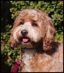 apricot and white labradoodle panting