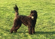 australian labradoodle holding ball