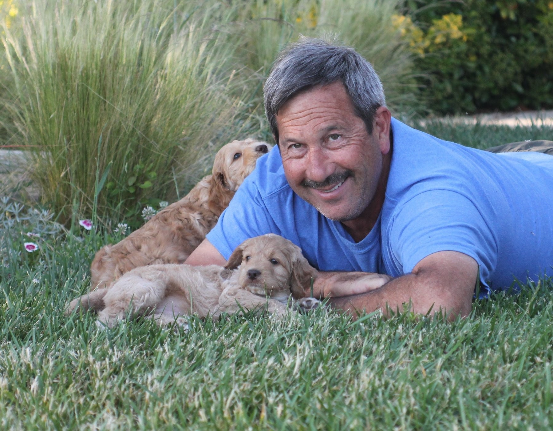 man laying in grass with labradoodles