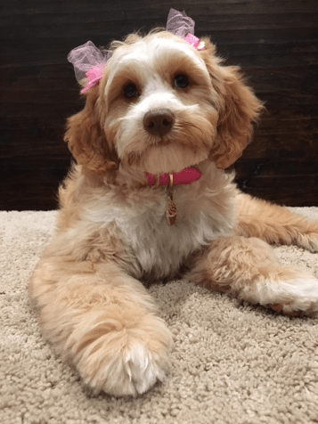 labradoodle puppy