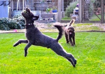 labradoodle jumping in air to catch ball