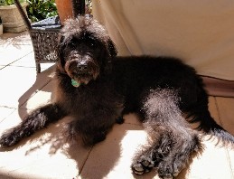 black labradoodle