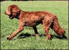 red labradoodle walking through grass