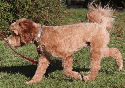 apricot labradoodle walking through grass