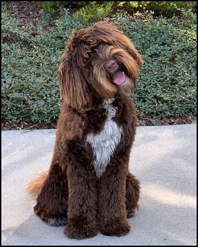 chocolate doodle sitting with head tilt