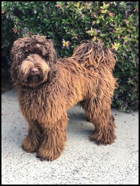 solid chocolate labradoodle standing