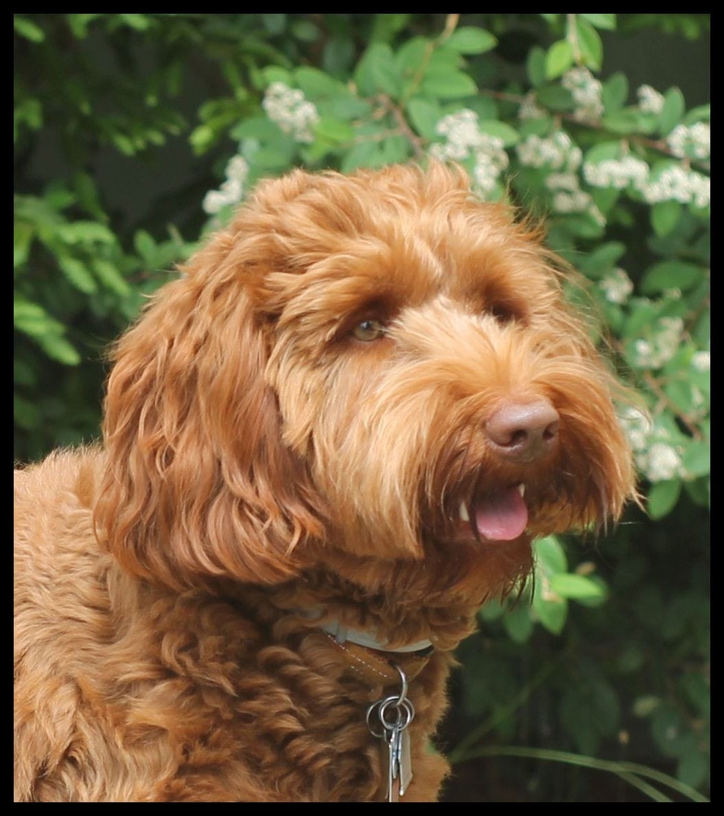 red multigenerational Australian Labradoodle face, panting