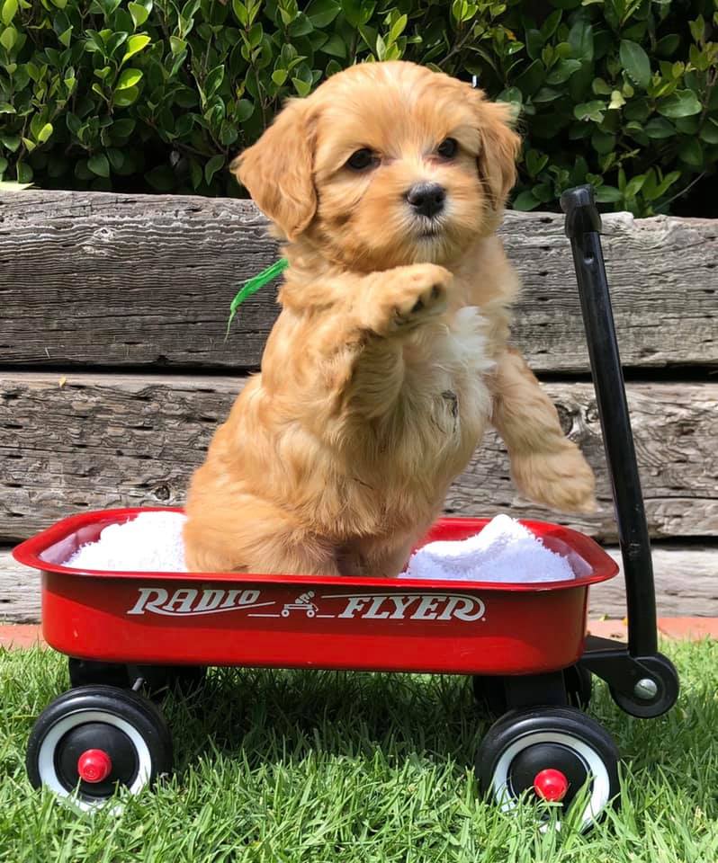 puppy raising paw in tiny wagon