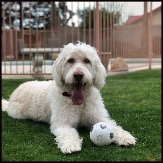 labradoodle laying down panting with a soccer ball