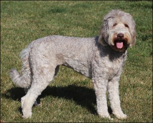 lavender australian labradoodle standing in grass