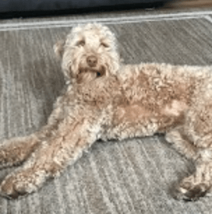 apricot labradoodle