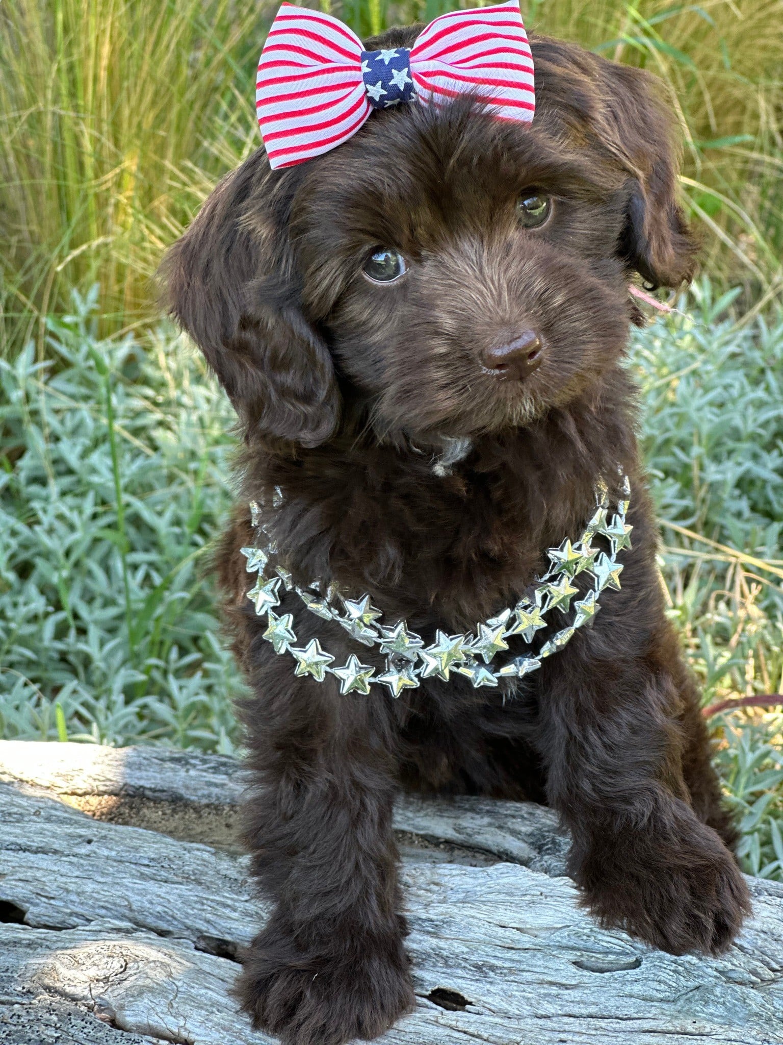 chocolate labradoodle puppy in grass wearing necklace