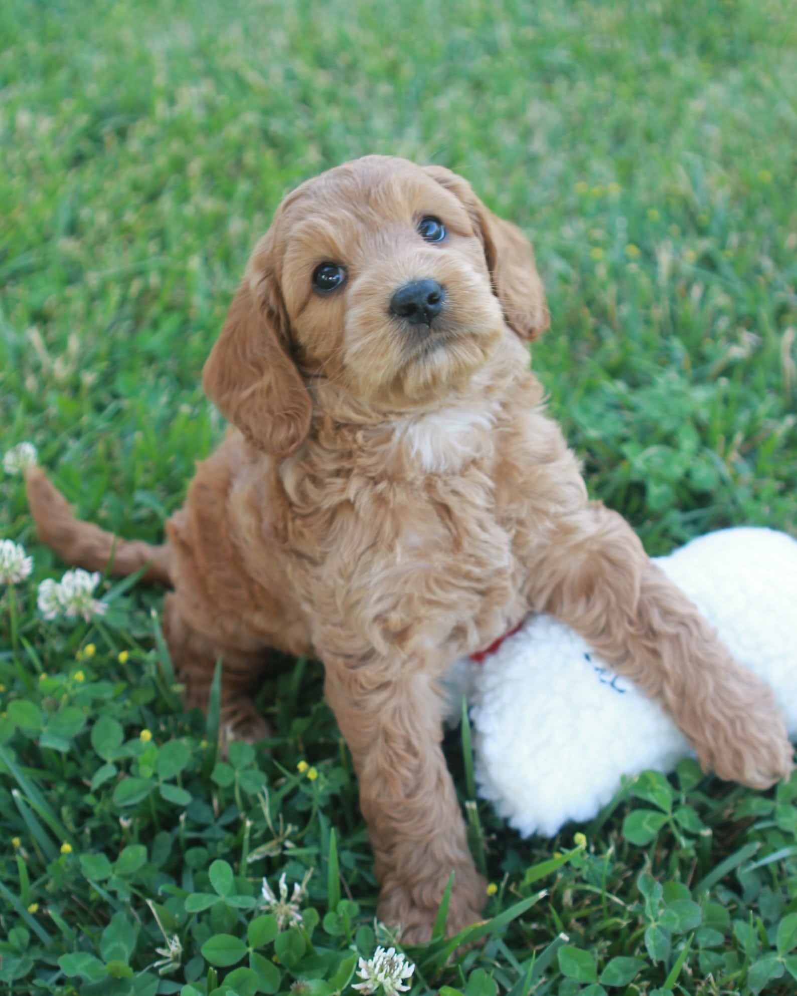 golden labradoodle puppy in grass