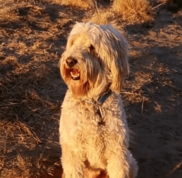 apricot labradoodle