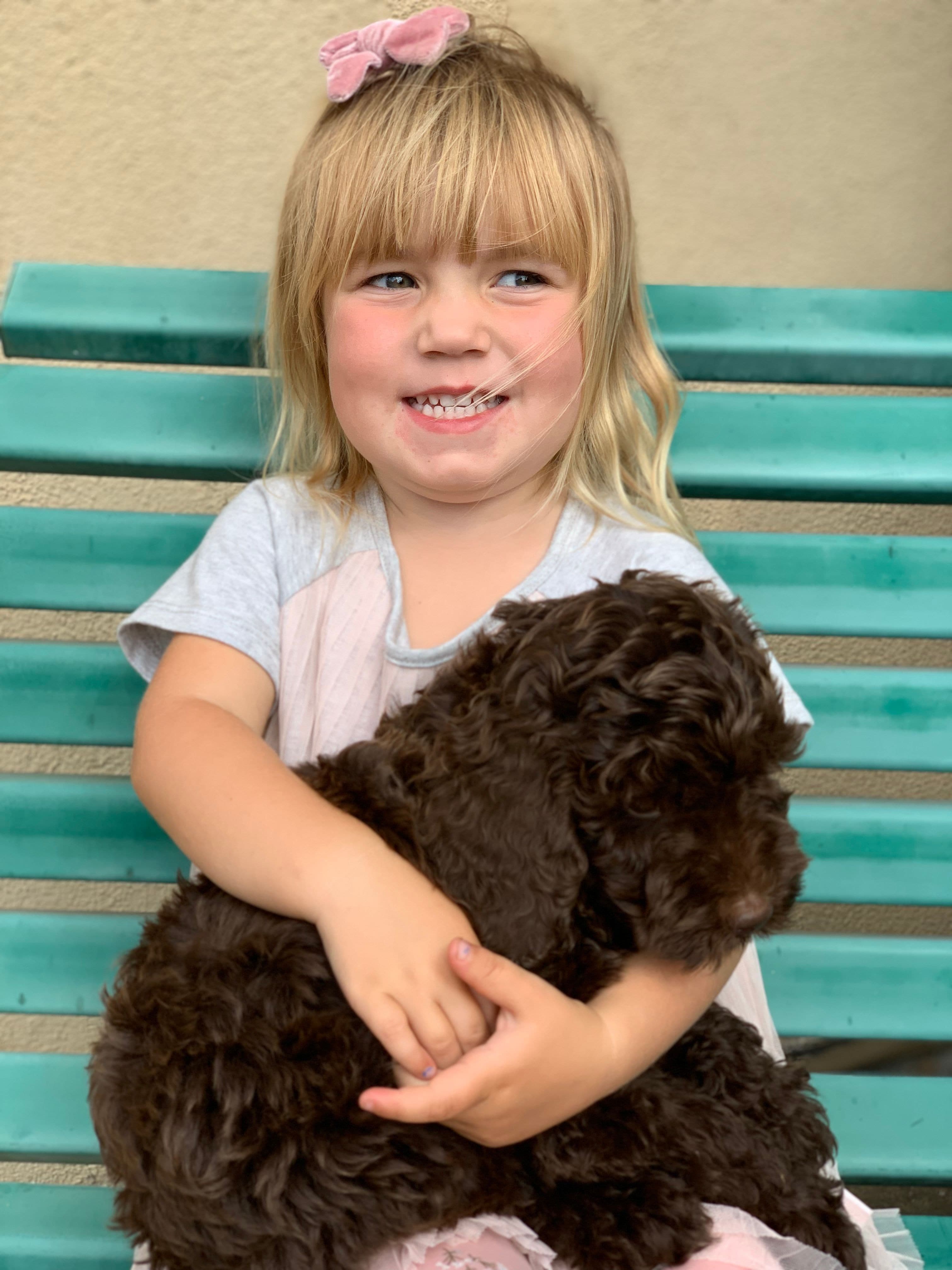 chocolate labradoodle puppy being held by a child