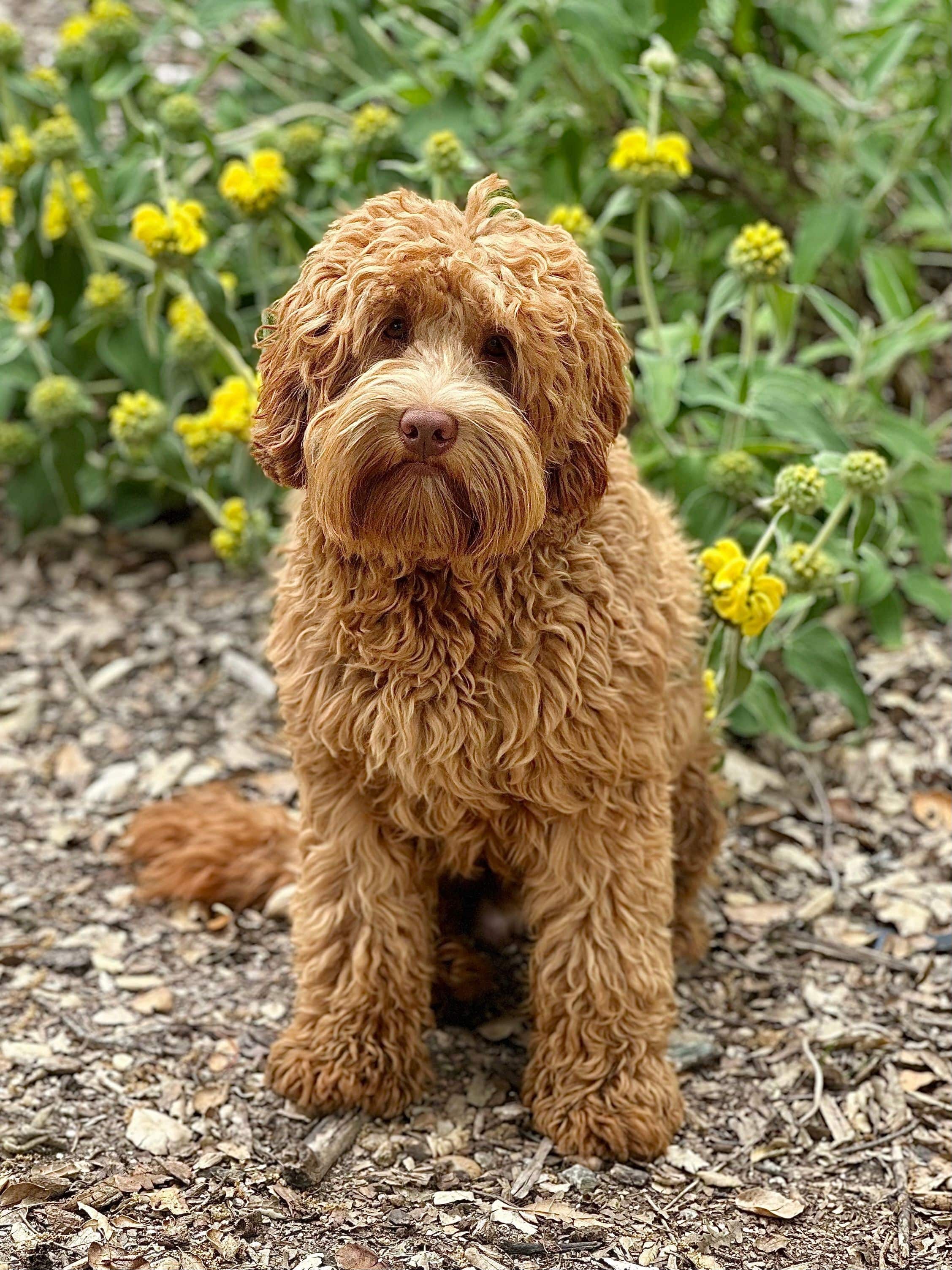 labradoodle panting