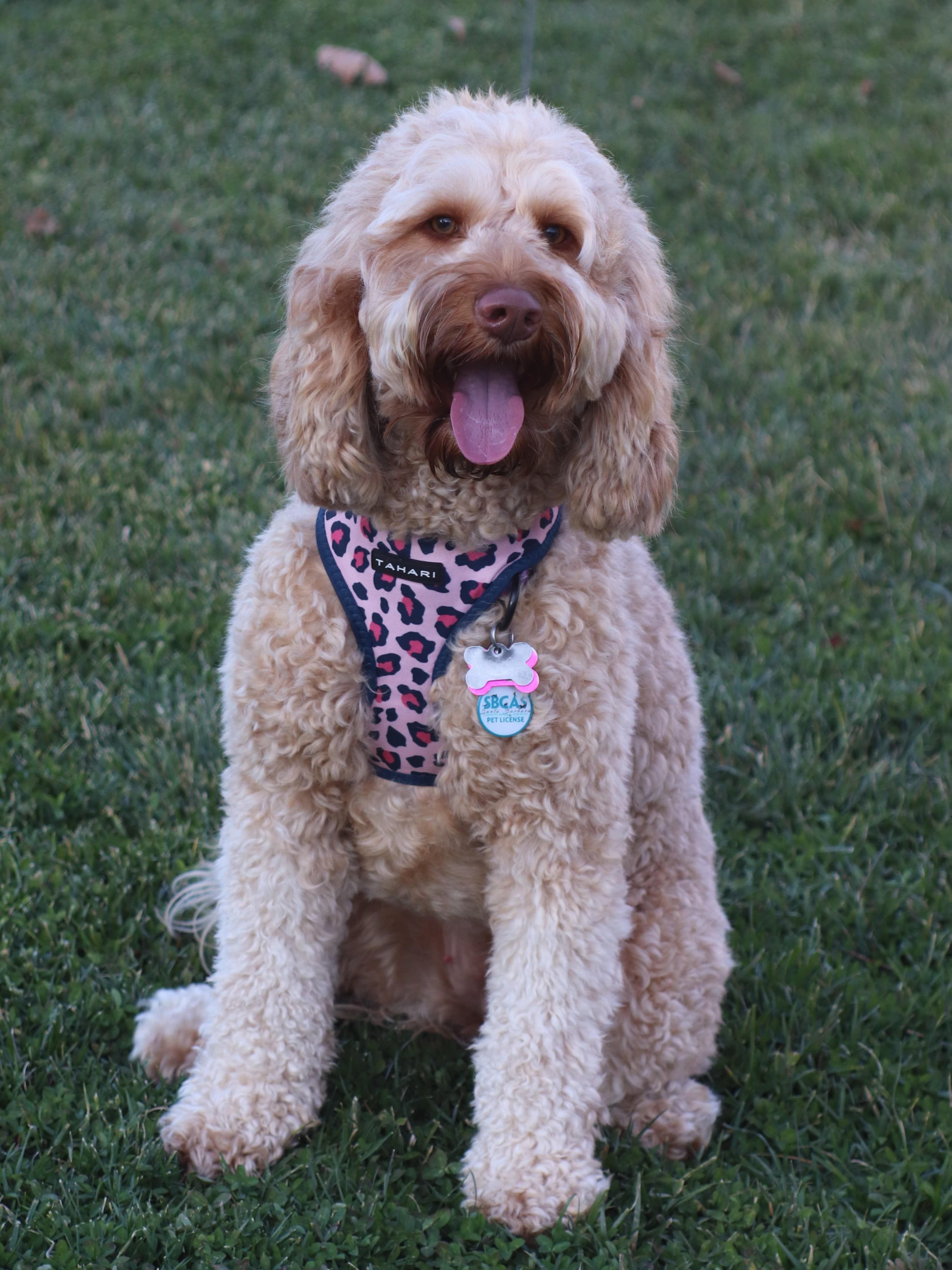 Cream australian labradoodle