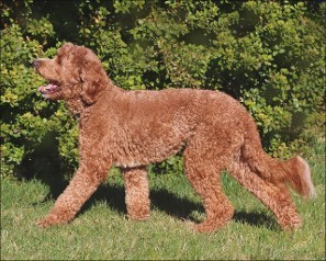 red labradoodle standing in grass