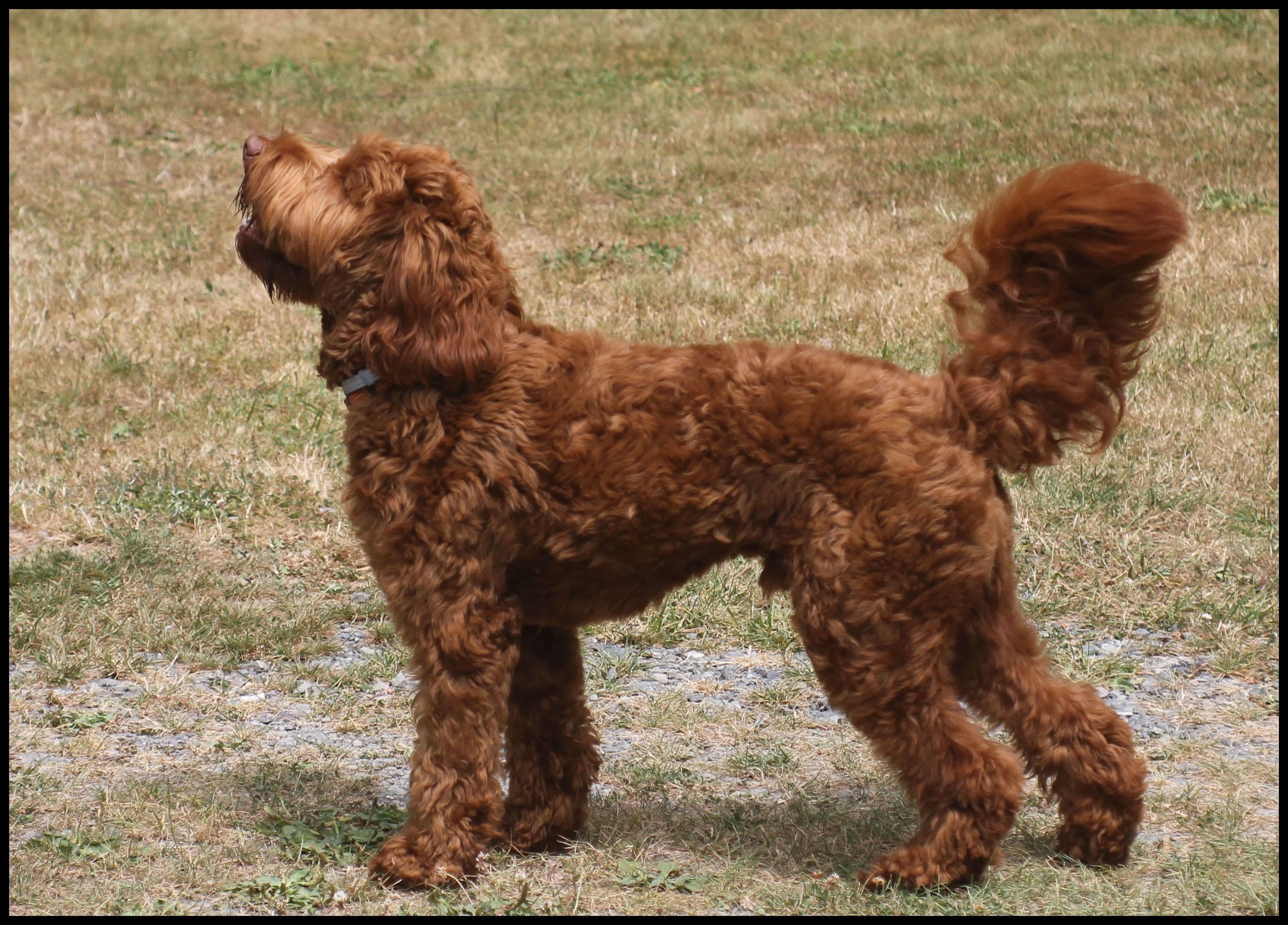 red multigenerational Australian Labradoodle