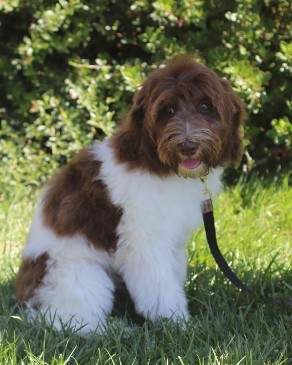 labradoodle sitting in grass