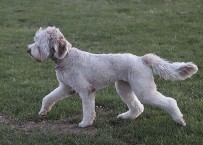 lavender australian labradoodle standing in grass