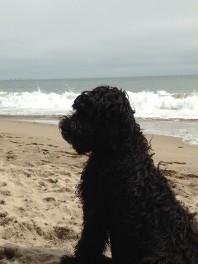 dark labradoodle sitting on the beach