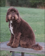 chocolate doodle sitting on bench