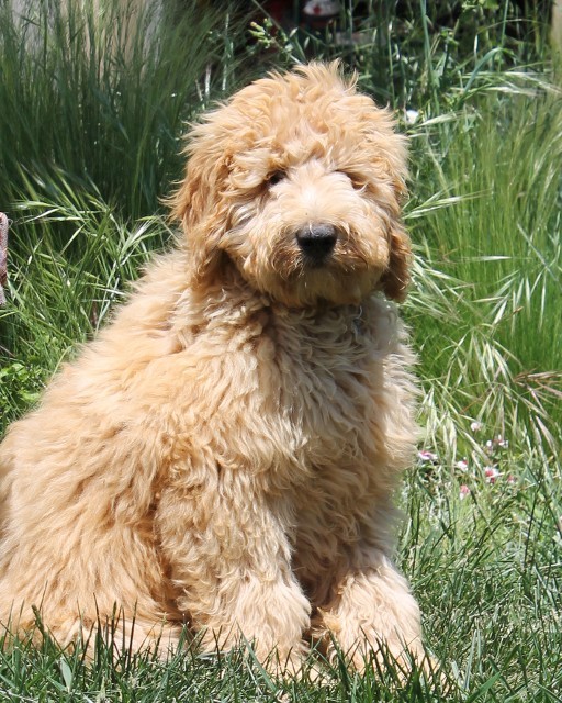 gold labradoodle