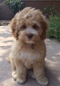 apricot australian labradoodle