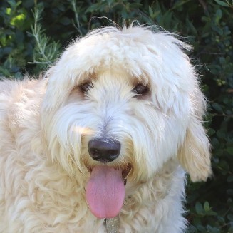 cream labradoodle panting