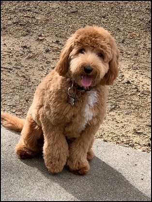 red labradoodle