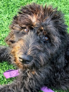 black labradoodle