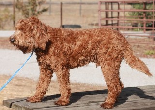 red labradoodle